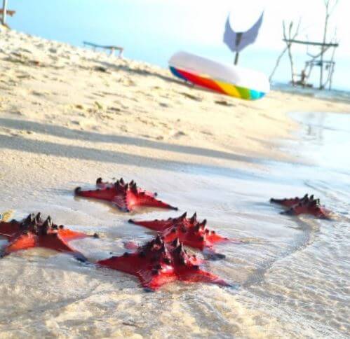 כוכבי הים בחוף Starfish beach בפו קוק